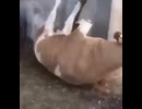 やじゅまんと見る牛