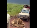 やじゅまんと見るライオン