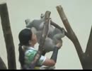 やじゅまんと見るコアラ