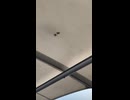 やじゅまんと見る謎