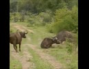 やじゅまんと見るバイソン