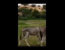 やじゅまんと見るティン