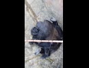 やじゅまんと見るごり