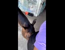 やじゅまんと見るウマ