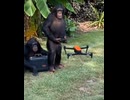 やじゅまんと見るチンパン