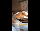 やじゅまんと見るラクダ