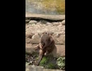 やじゅまんと見るカワウソ