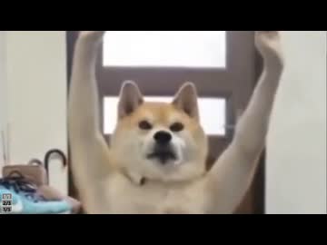 ホモと見るAIで無理やり踊らされる動物たち