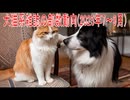 【動画News】犬猫系雑誌の部数動向(2025年7～9月)(2025/12/17)