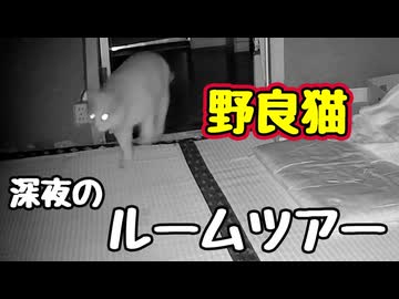 もう泊まっていけよ…【野良猫】