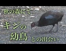 秋の森にて　キジの幼鳥との出会い