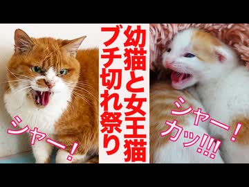 シャー！カッ！女王猫とイモのブチ切れ祭り