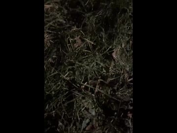 tekitoutou.mp4