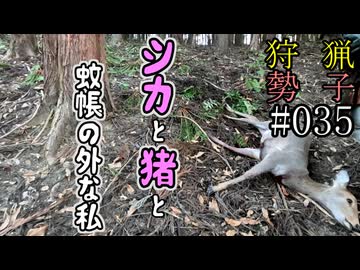 狩猟勢子動画＃035　シカと猪と蚊帳の外な私