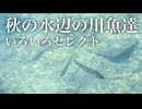 秋の水辺の川魚達　いろいろセレクト