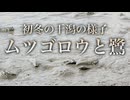 初冬の干潟の様子　ムツゴロウと鷺