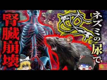 『ゴルフ中に触れたネズミが原因で死亡』プロゴルファーがプレイ中に足に登ってきたネズミから細菌感染 二週間後に多臓器不全で死亡…『ワイル病死亡事故』【ゆっくり解説】