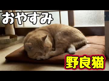 遠慮せんと寝ればいいのに…【野良猫】