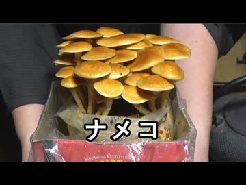 ひらきなめこ、栗ご飯【長火鉢とおっさん 429】
