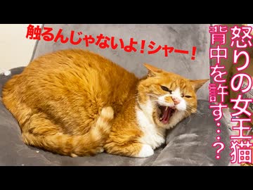 怒りの女王猫、ボス猫の導きで背中を許す