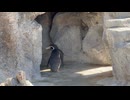 【東武動物公園】ナニかが見えてるえだまめちゃん【フンボルトペンギン】