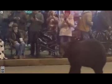 ホモと見るクリスマスパレードに乱入してしまうクマ