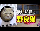 さすがに頭にきた様です…【野良猫】
