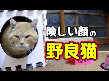 さすがに頭にきた様です…【野良猫】