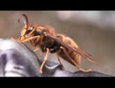 ケブカスズメバチ(キイロスズメバチ)を眺めるだけ