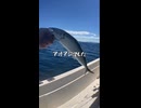 沖　サビキでアジ釣り