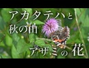 秋の山　アカタテハとアザミの花