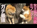 オス三毛猫、女王猫の剛腕にビビり倒す