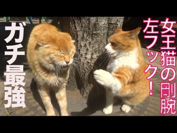 オス三毛猫、女王猫の剛腕にビビり倒す