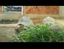 ただ草を食べる亀を見るだけ