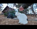 【毎回挨拶してくる】人懐っこすぎる野良猫が可愛すぎたｗ