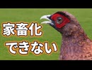 鶏より美味しいヤマドリを家畜化できなかった理由【生物解説】