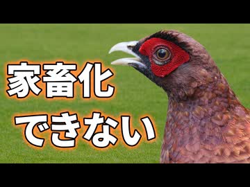鶏より美味しいヤマドリを家畜化できなかった理由【生物解説】