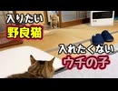 畳の部屋 攻防戦？【野良猫】