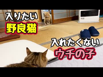 畳の部屋 攻防戦？【野良猫】