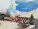 小さい板を齧るインコ  その音にビビるキンカチョウ カゴの中でエサを喰らうジュウシマツ2025年12月15日
