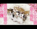 未来の女王猫6姉妹、現役女王猫の元に保護される