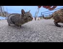 猫ちゃんが、魚を見た時の反応□□　猫島 / 野良猫 /猫餌