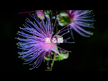 薫る闇 / Chaosseeker ft.FengYi