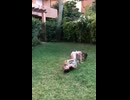 やじゅまんと見る大当たり