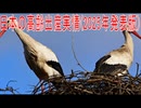 【動画News】日本の高齢出産実情(2025年発表版)(2025/12/20)