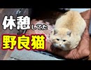 いつのまに…【野良猫】