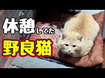 いつのまに…【野良猫】