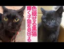 心臓病の黒猫、輝く子猫たちの命を見守る