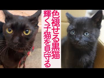 心臓病の黒猫、輝く子猫たちの命を見守る