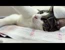 咳き込むと文句をいうネコさん